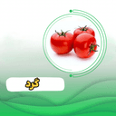گوجه فرنگي  1012