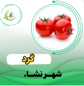 گوجه فرنگي گلخانه ای شنون